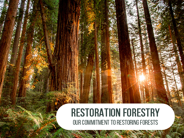 Restoration Forestry - Our Commitment to Restoration Forestry