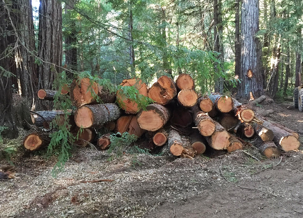 Some of the logs harvested from Sanctuary Forest (1000 px)
