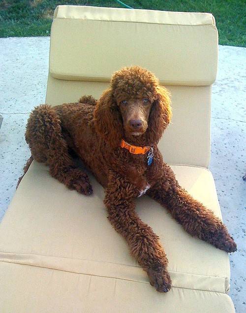 Camille the Red Standard Poodle poses for the camera on a Pennys Lounger with Sunbrella Cushion