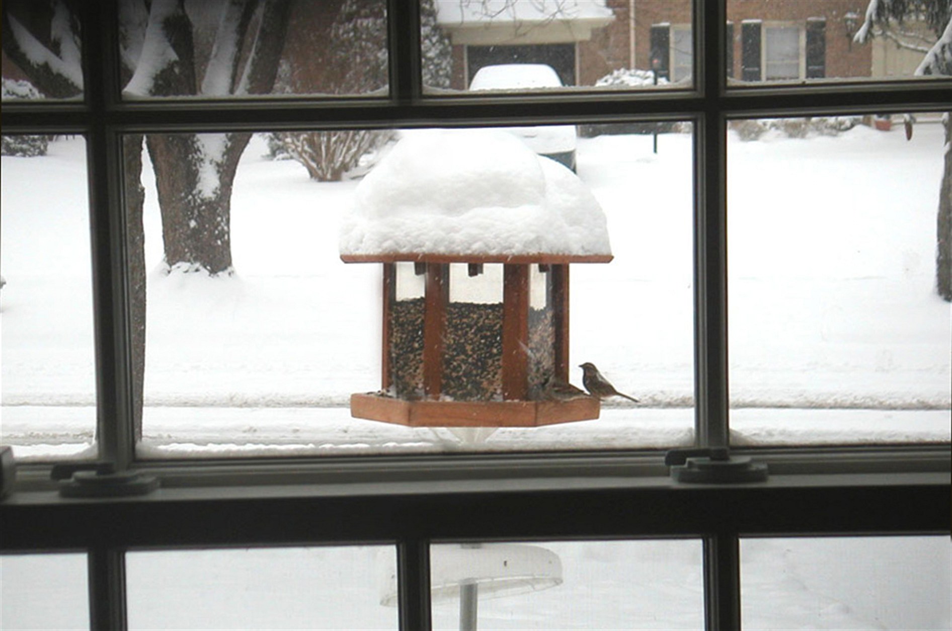 Bird Feeders