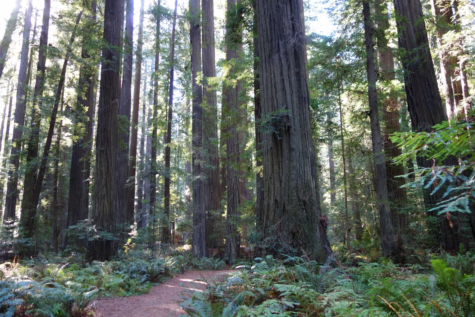 Redwood forest