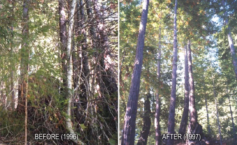 The same forest stand before and after restoration
