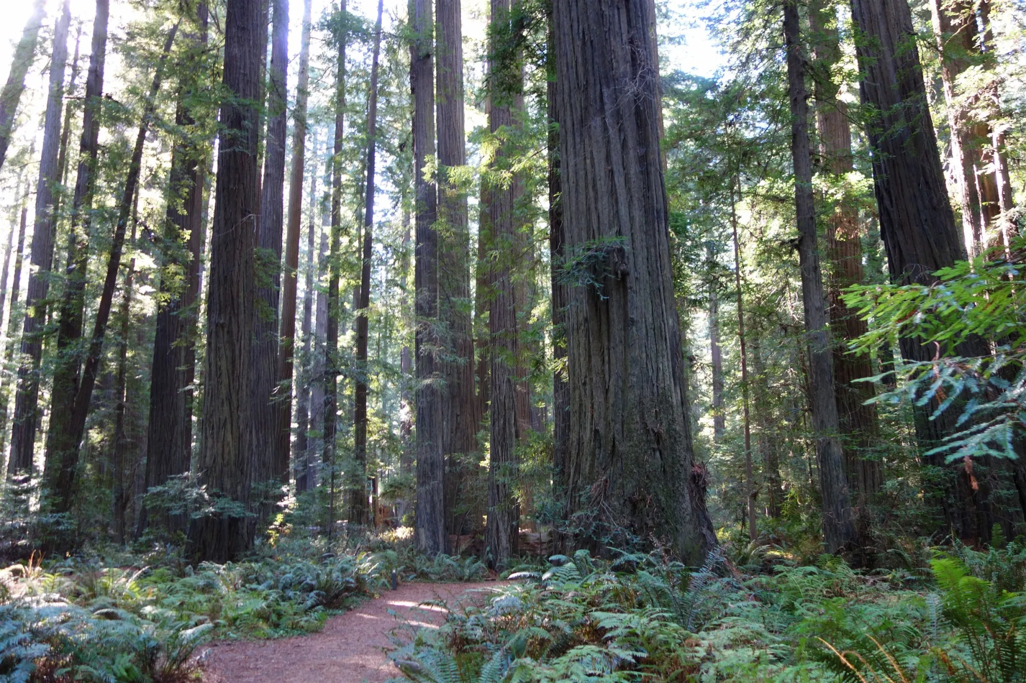Redwood forest in Northern California