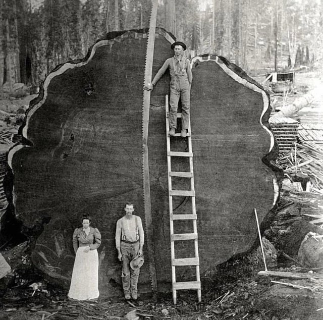 Family standing at a giant Sequoia log