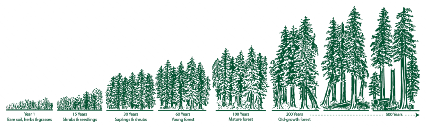 How a forest grows: year 1 bare soil, herbs and grasses; 15 years shrubs and seedlings; 30 years saplings and shrubs; 60 years young forest; 100 years mature forest; 200 years old-growth forest; on to 500 years