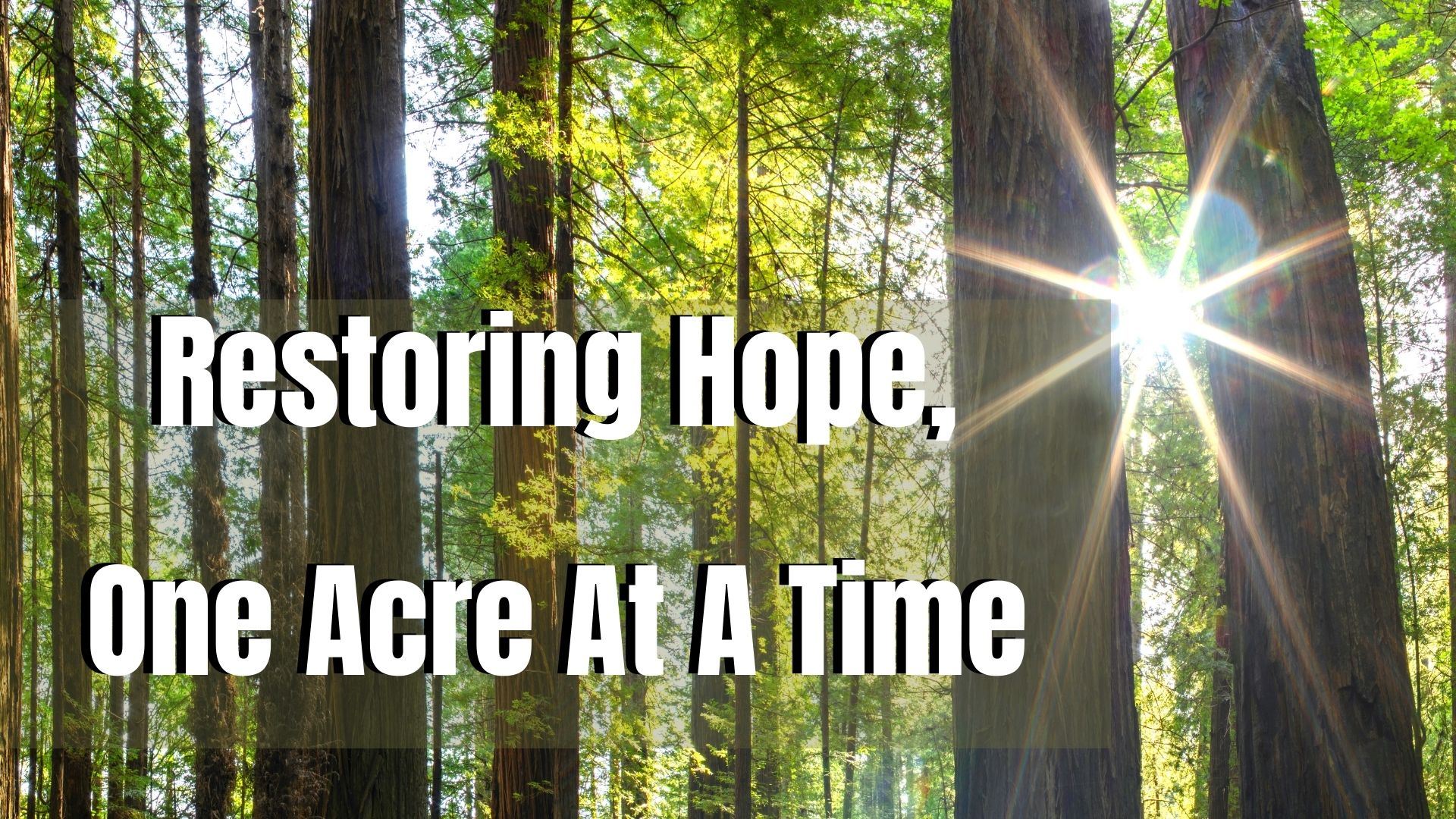 Forest Stand with ray of sunlight with the caption "Restoring Hope, One Acre At A Time"