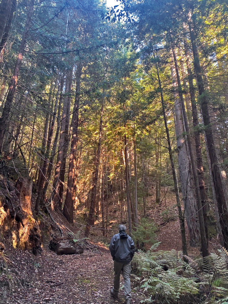 Person hiking the woods of Northern California