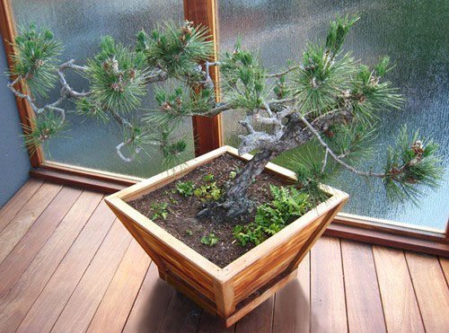 Bonsai Planter (Options: 12" at base, 22" at top, 12" H, Mature Redwood, Standard Base, No Growing Vegetables, Transparent Premium Sealant). Bonsai Planter (Options: 12" at base, 22" at top, 12" H, Mature Redwood, Standard Base, No Growing Vegetables, Transparent Premium Sealant).