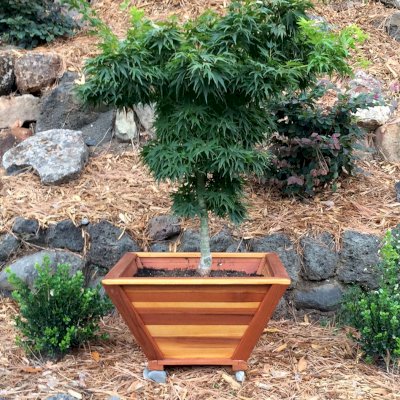 Bonsai Planters (Options: 12" at base, 22" at top, 12" H, California Redwood, Standard Base, No Growing Vegetables, Transparent Premium Sealant). Photo Courtesy of Thomas L. of Greenbrae, CA