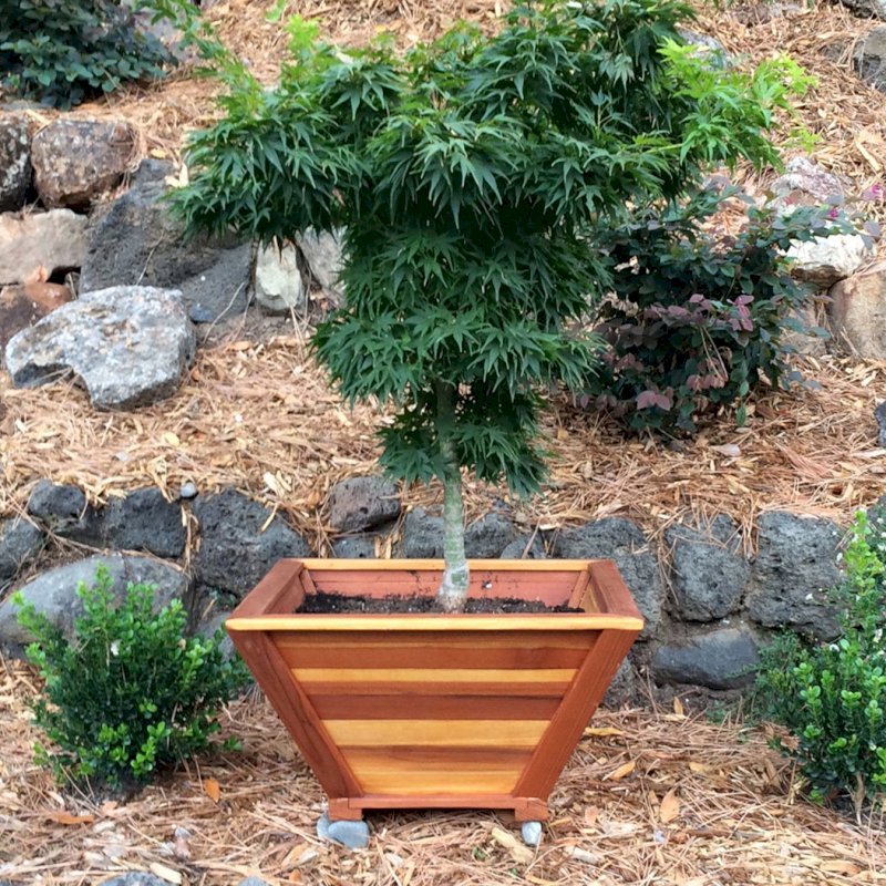 Bonsai Planters (Options: 12" at base, 22" at top, 12" H, California Redwood, Standard Base, No Growing Vegetables, Transparent Premium Sealant). Photo Courtesy of Thomas L. of Greenbrae, CA Bonsai Planters (Options: 12" at base, 22" at top, 12" H, California Redwood, Standard Base, No Growing Vegetables, Transparent Premium Sealant). Photo Courtesy of Thomas L. of Greenbrae, CA