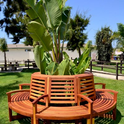 Luna Redwood Tree Bench (Options: 8 1/2 ft, California Redwood, Beverage Ledge, No Cushion, No Engraving, Transparent Premium Sealant).