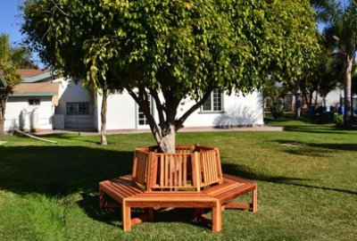 Memorial Natural Redwood Tree Bench