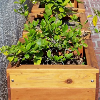 Mendocino Planters (Options: 18"L, 18"W, 18"H, California Redwood, With Casters, No Trellis, Interior of Planter Without Sealant (Growing Vegetables), Transparent Premium Sealant). Photo Courtesy of D. Finkelstein of L.A., CA.