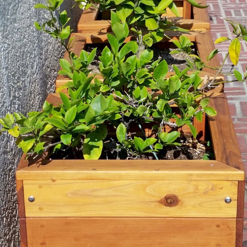 Mendocino Planters (Options: 18"L, 18"W, 18"H, California Redwood, With Casters, No Trellis, Interior of Planter Without Sealant, Transparent Premium Sealant). Photo Courtesy of D. Finkelstein of L.A., CA. Mendocino Planters (Options: 18"L, 18"W, 18"H, California Redwood, With Casters, No Trellis, Interior of Planter Without Sealant, Transparent Premium Sealant). Photo Courtesy of D. Finkelstein of L.A., CA.