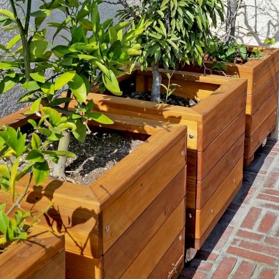 Mendocino Planters (Options: 18"L, 18"W, 18"H, California Redwood, With Casters, No Trellis, Interior of Planter Without Sealant (Growing Vegetables), Transparent Premium Sealant). Photo Courtesy of D. Finkelstein of L.A., CA