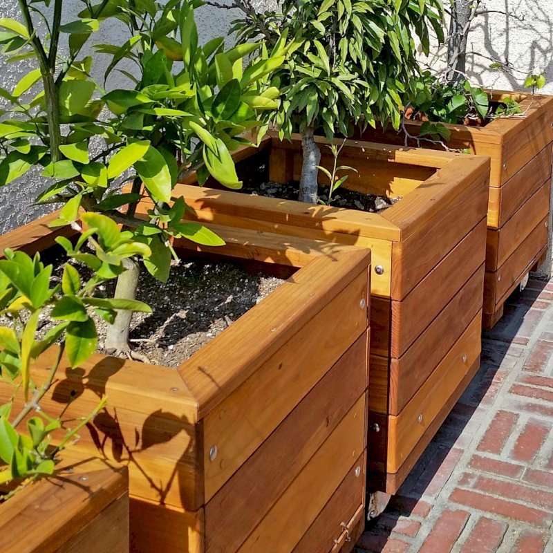Mendocino Planters (Options: 18"L, 18"W, 18"H, California Redwood, With Casters, No Trellis, Interior of Planter Without Sealant, Transparent Premium Sealant). Photo Courtesy of D. Finkelstein of L.A., CA Mendocino Planters (Options: 18"L, 18"W, 18"H, California Redwood, With Casters, No Trellis, Interior of Planter Without Sealant, Transparent Premium Sealant). Photo Courtesy of D. Finkelstein of L.A., CA