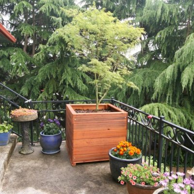 Mendocino Planters (Options: 36" L, 36" W x 36" H, Mature Redwood, 1 3/4-inch Feet, No Trellis, Interior and Exterior of Box with Sealant (No Growing Vegetables), Transparent Premium Sealant). Photo Courtesy of Dave H. of Vancouver, WA.