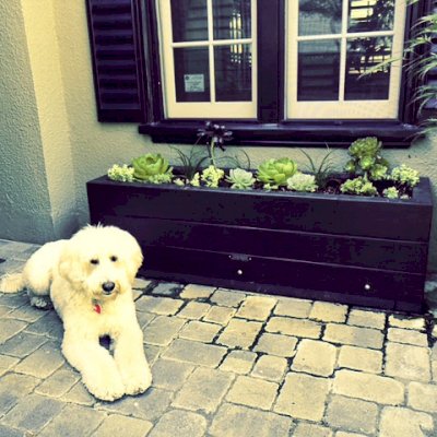 Mendocino Planters (Options: 60" L, 18" W x 18" H, California Redwood, 1 3/4-inch Feet, No Trellis, Interior and Exterior of Box with Sealant (No Growing Vegetables), With a Special 2 Product Stain with the Final coat Being a Black Cabot Stain Finish by Custom Request). Photo Courtesy of Susan H. of Palo Alto, CA.