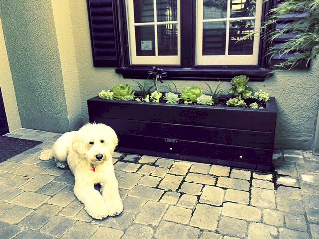 Mendocino Planters (Options: 60" L, 18" W x 18" H, California Redwood, 1 3/4-inch Feet, No Trellis, No Growing Vegetables, With a Special 2 Product Stain with the Final coat Being a Black Cabot Stain Finish by Custom Request). Photo Courtesy of Susan H. of Palo Alto, CA. Mendocino Planters (Options: 60" L, 18" W x 18" H, California Redwood, 1 3/4-inch Feet, No Trellis, No Growing Vegetables, With a Special 2 Product Stain with the Final coat Being a Black Cabot Stain Finish by Custom Request). Photo Courtesy of Susan H. of Palo Alto, CA.