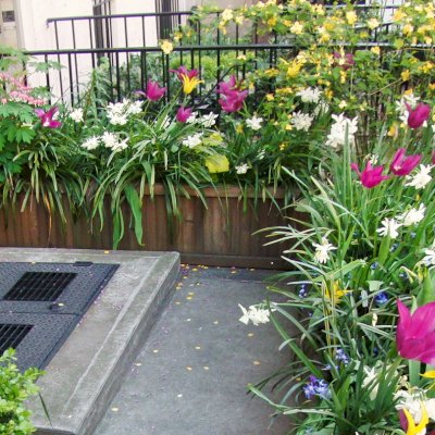 Napa Planters (Options: 60" L x 18" W x 18" H, Mature Redwood, No Base or Caster, No Trellis, Interior and Exterior of Box with Sealant (No Growing Vegetables), Transparent Premium Sealant). Photo Courtesy of Ben Butler of Manhattan, NY.