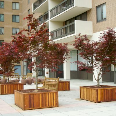 Napa Planters (Options: 48" L x 48" W x 24" H, California Redwood, Add 1 inch feet, No Trellis, Interior and Exterior of Box with Sealant (No Growing Vegetables), Transparent Premium Sealant). Photo courtesy of Eugene K. of Arlington, Virginia.