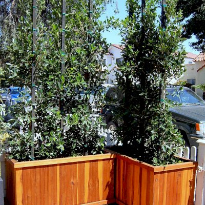 Napa Planters (Options: 48" L x 18" W x 18" H, Mature Redwood, No Base, Casters (CUSTOM OPTION), No Trellis, Interior and Exterior of Box with Sealant (No Growing Vegetables), Transparent Premium Sealant).