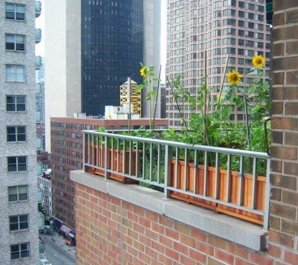 Napa Planters over Manhattan (Options: Mature Redwood, 15 inches tall, various lengths). Photo Courtesy of Scott and Meenakshi Baker of New York City. Napa Planters over Manhattan (Options: Mature Redwood, 15 inches tall, various lengths). Photo Courtesy of Scott and Meenakshi Baker of New York City.