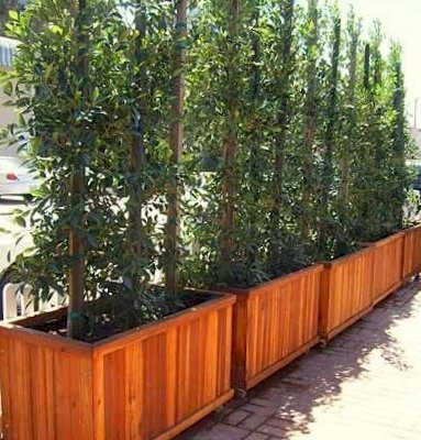 Napa Planters (Options: 48"L x 24"W x 24"H, California Redwood, With Casters, No Trellis, Interior and Exterior of Box with Sealant (No Growing Vegetables), Transparent Premium Sealant).
