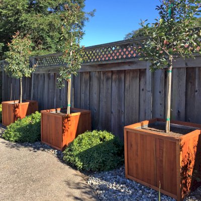 Napa Planters (Options: 32" L x 32" W x 29" H, Mature Redwood, With 1-inch feet, No Trellis, Interior and Exterior of Box with Sealant (No Growing Vegetables), Transparent Premium Sealant, With Galvanized Liners per Custom Request). Photo Courtesy of Michael & Wendy H. of San Ramon, CA.
