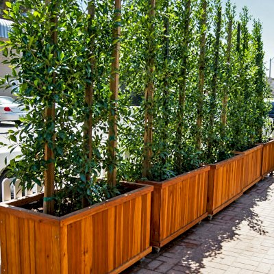 Napa Planters (Options: 30'' L x 30'' W x 30'' H, California Redwood, Add 1 inch feet, No Trellis, Interior and Exterior of Box with Sealant (No Growing Vegetables), Transparent Premium Sealant).