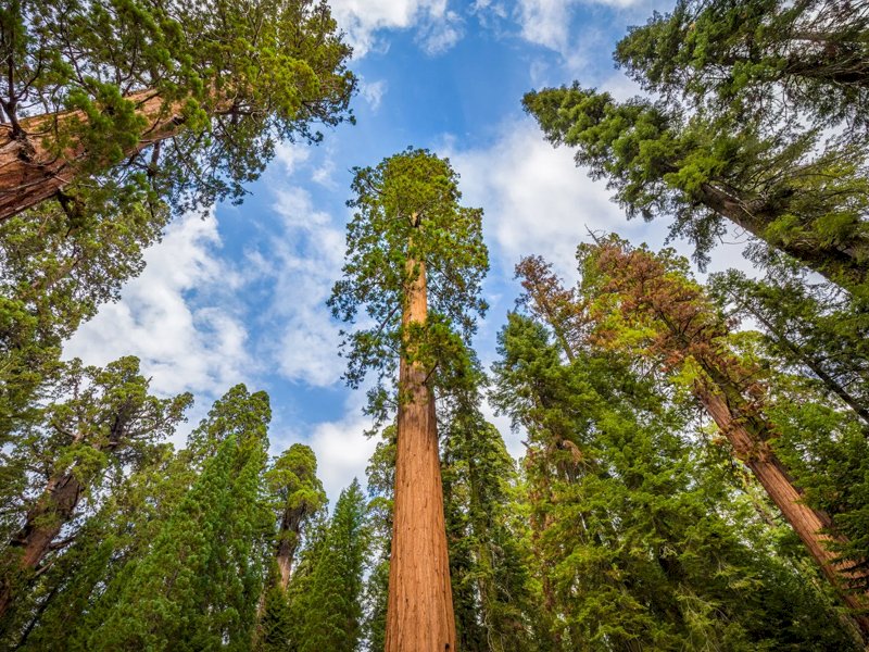 Doing Forest Restoration