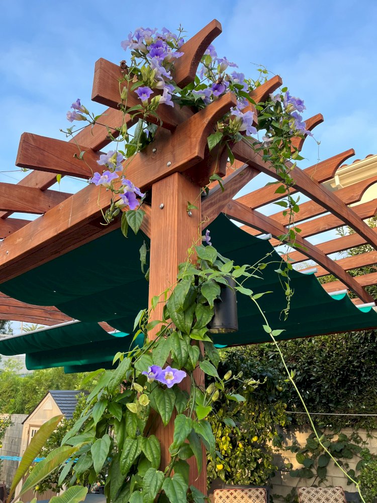 Arched Open Sky Pergola - Santa Monica, CA