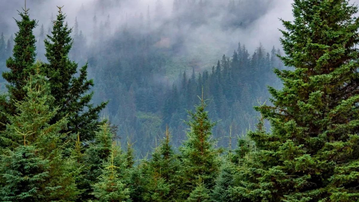 Redwood forest