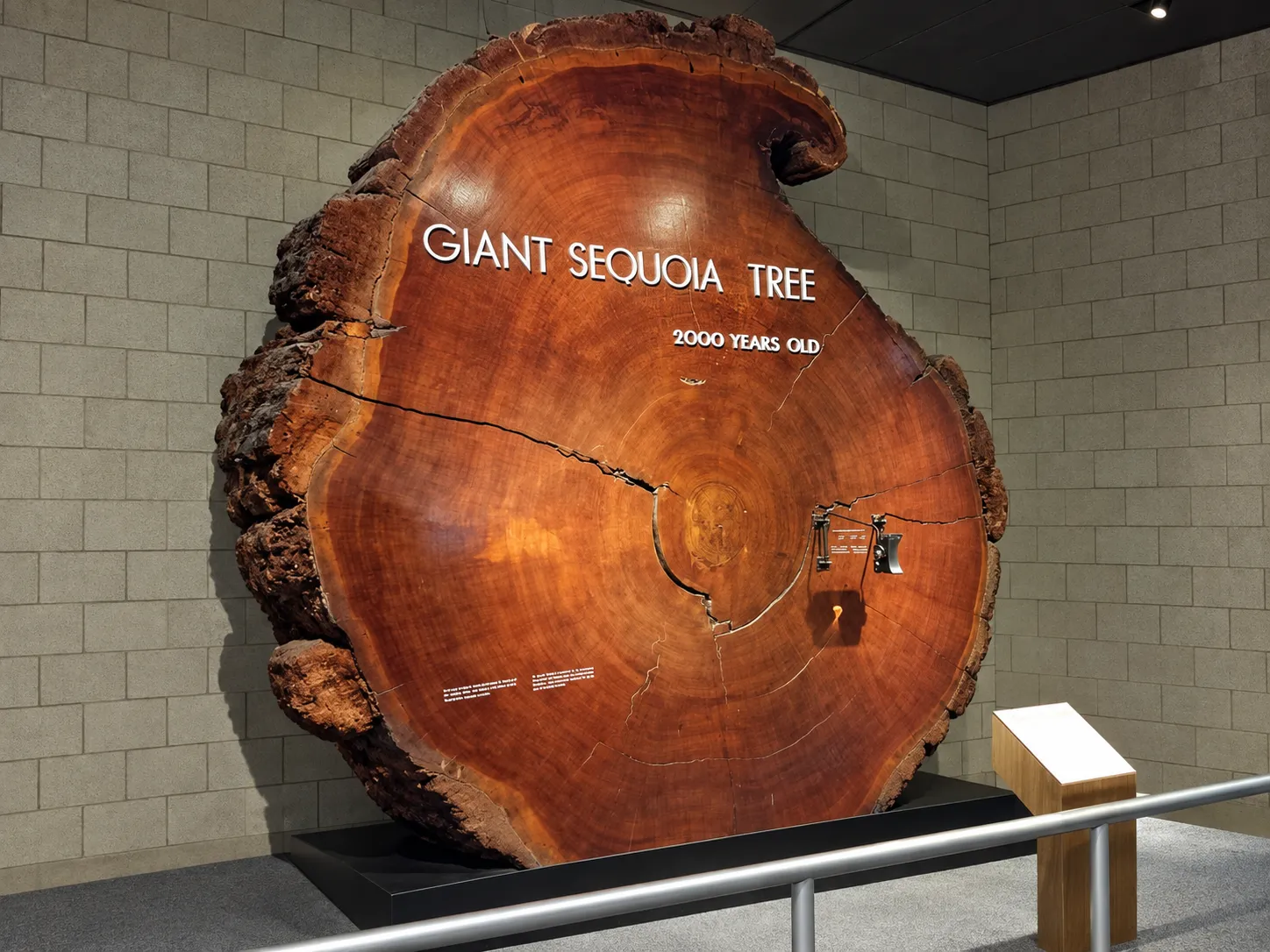 Giant Sequoia cross-section in a museum, shown in an AI-expanded photograph