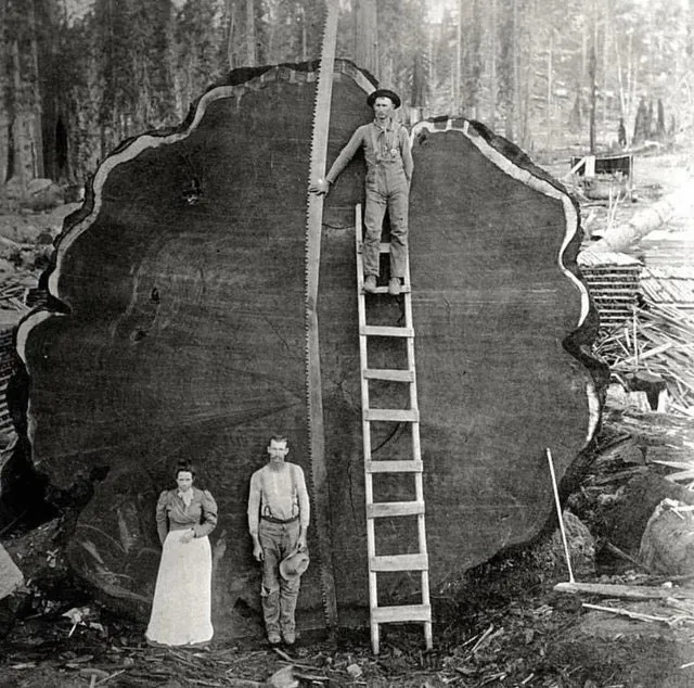 Family standing at a giant Sequoia log
