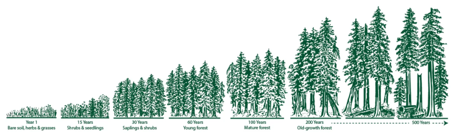 How a forest grows: year 1 bare soil, herbs and grasses; 15 years shrubs and seedlings; 30 years saplings and shrubs; 60 years young forest; 100 years mature forest; 200 years old-growth forest; on to 500 years