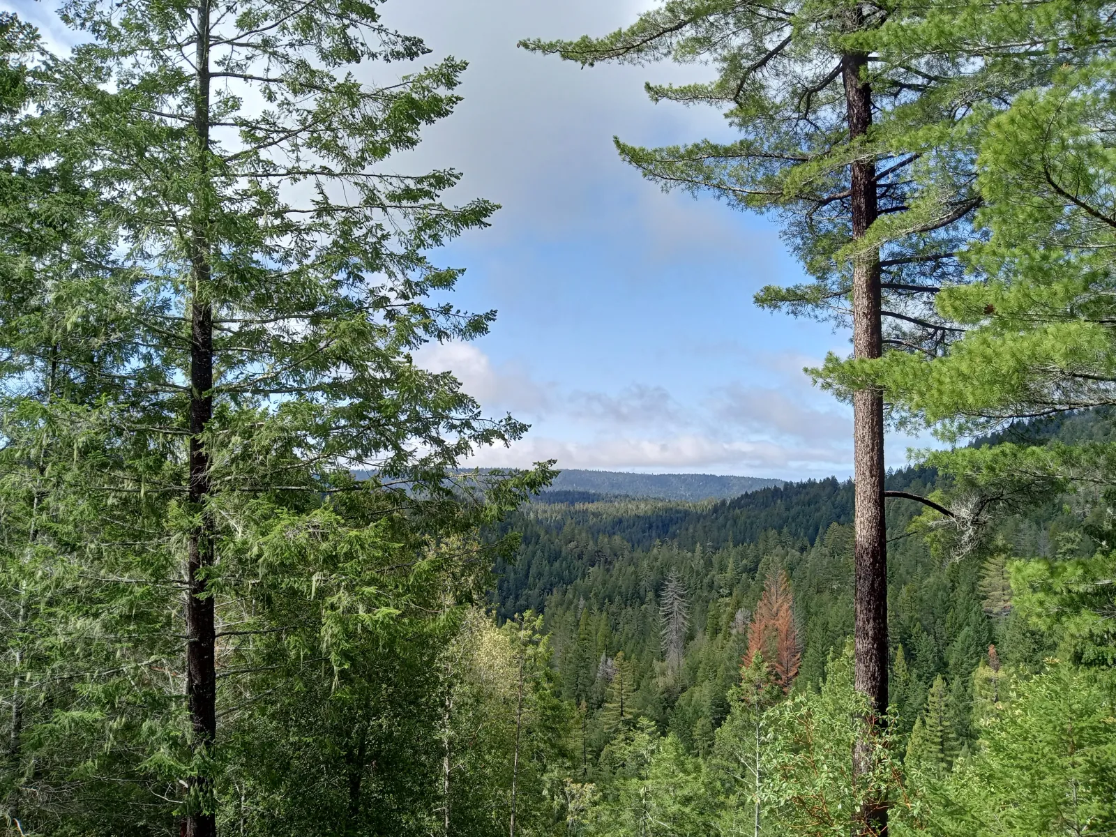 Forever Redwood forestland in Sonoma County