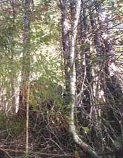 Tangled Redwoods