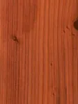 Mature Redwood
