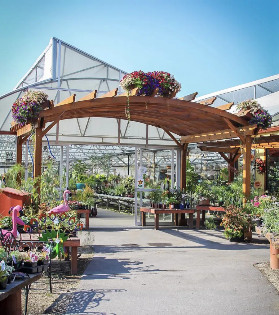 Arched Open Sky Pergolas (Options: 15' L x 18' Arc W - Left, 8' L x 10" Arc W - Right, Mature Redwood, Unattached, Transparent Premium Sealant). Photo Also Shows a Custom Arbor Between the 2 Arched Pergolas. Photo Courtesy of Caras Nursery and Landscape