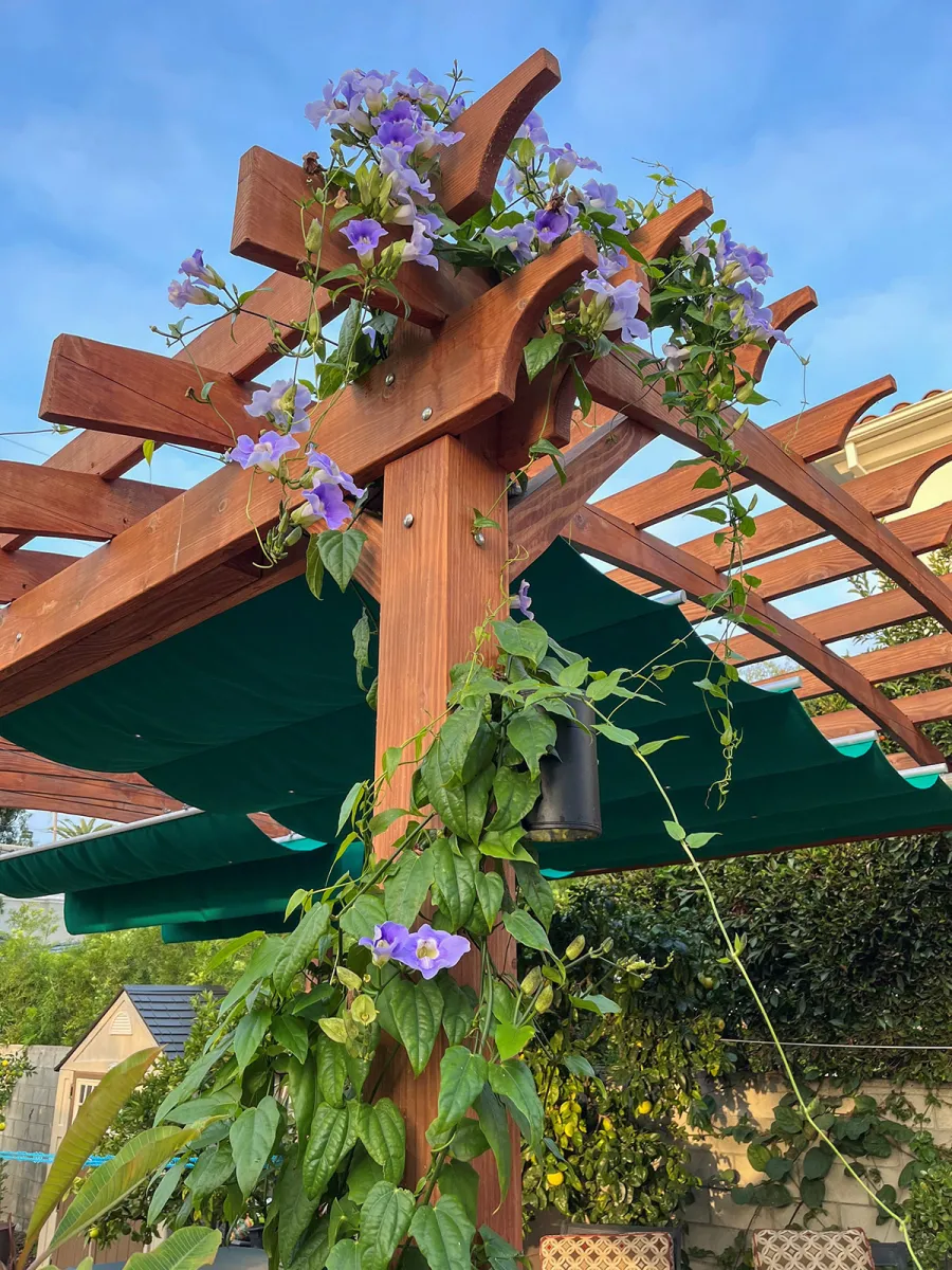 Arched Open Sky Pergolas (Options: 18' L x 15' Arc W, Douglas-fir, Unattached, No Electrical Wiring Trim, 4-Post Anchor Kit for Concrete, No Ceiling Fan Base, No Privacy Panels, No Curtain Rods, 9.5' Post Height, Transparent Premium Sealant). Photo Courtesy of K. Jeffers of Santa Monica, CA.