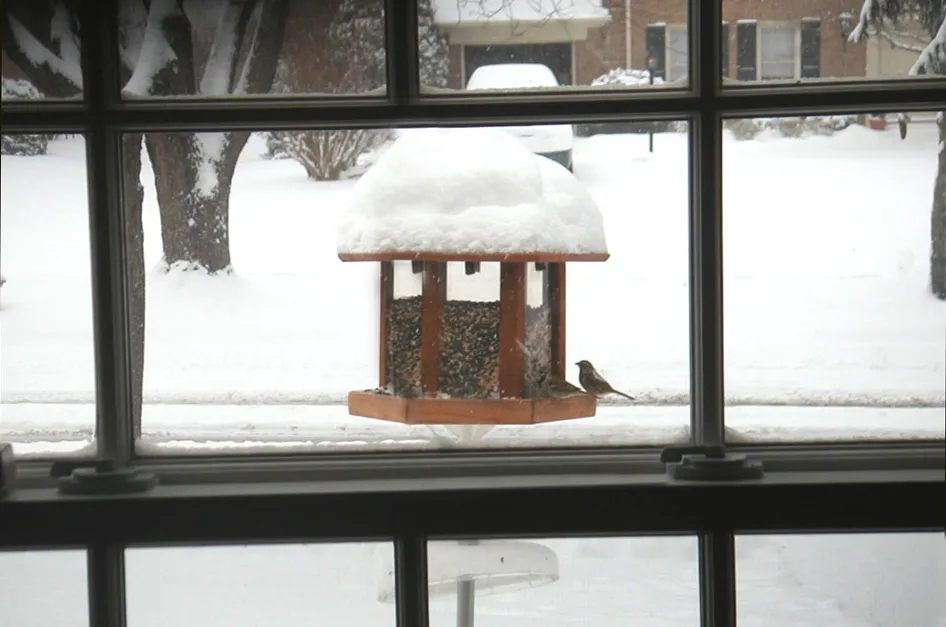 Aviary Oasis Bird Feeders