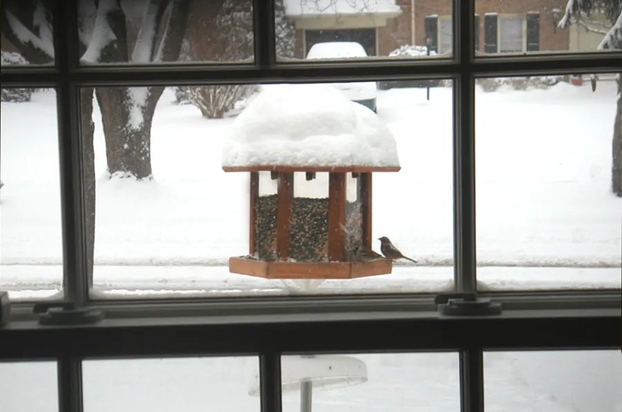 Aviary Oasis Bird Feeders (Options: Old-Growth Redwood, XW Roof Eaves, Transparent Premium Sealant). 