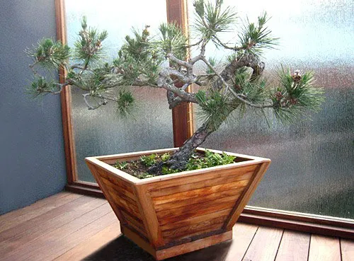 Bonsai Planters