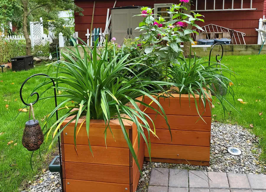 Forever Corner Planter (Options: 42" L x 20" W x 24" H, Douglas-fir, No Feet, No Trellis, Interior and Exterior of Box with Sealant (No Growing Vegetables), Transparent Premium Sealant). Photo Courtesy of S. Korapati of East Brunswick, New Jersey.