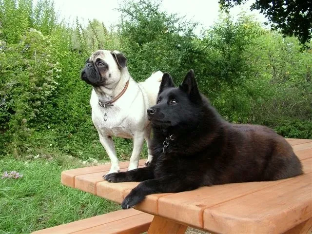 Yes, the dogs will love your Forever Picnic Tables (Unattached Benches) too!