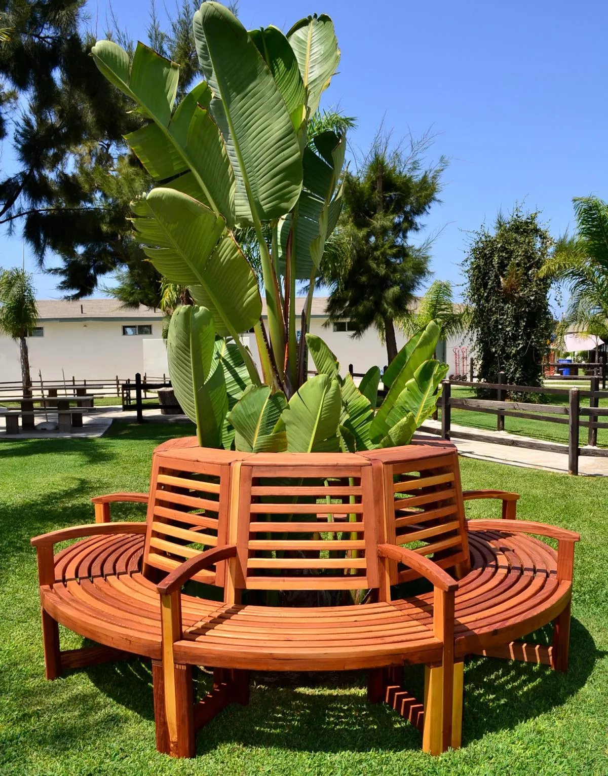 Luna Redwood Tree Bench, California Redwood