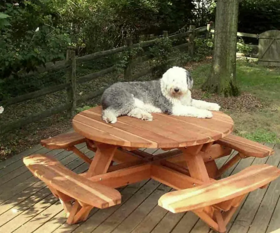 Olaf on his Round Wooden Picnic Tables (Attached Benches) (Options: 4.5' Diameter, Attached Benches, California Redwood, Standard Tabletop, No Lazy Susan, No Umbrella Hole, Transparent Premium Sealant).