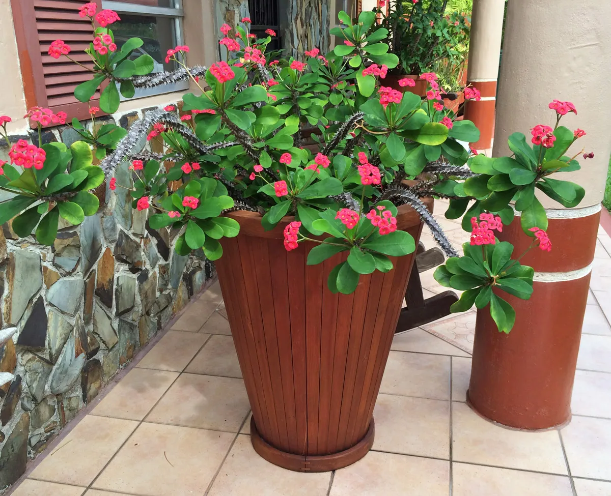 Vase Planters