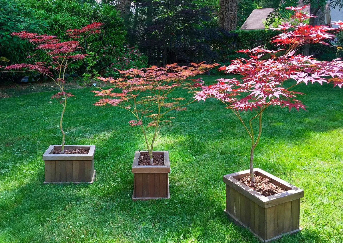 Window Box Planters